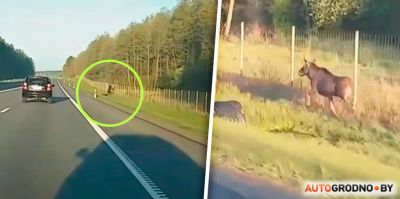 Лось бегает по М6 в районе Щучина и не может вернуться в лес. Видео