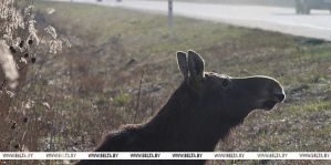 В стране участились случаи ДТП с дикими животными в светлое время суток. Что предлагается?
