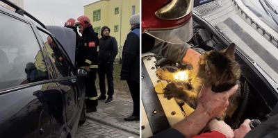 Кот больше суток сидел в моторном отсеке Opel. Застрял и не мог выбраться