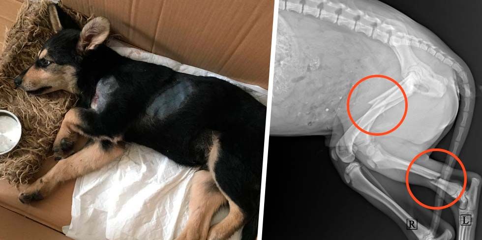 В Гродно сбили собаку (видео): "Без помощи людей операцию не осилю"