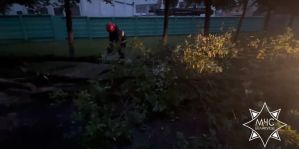 Последствия ветра в Гродно: спасатели трижды оказывали помощь в распиловке аварийных деревьев
