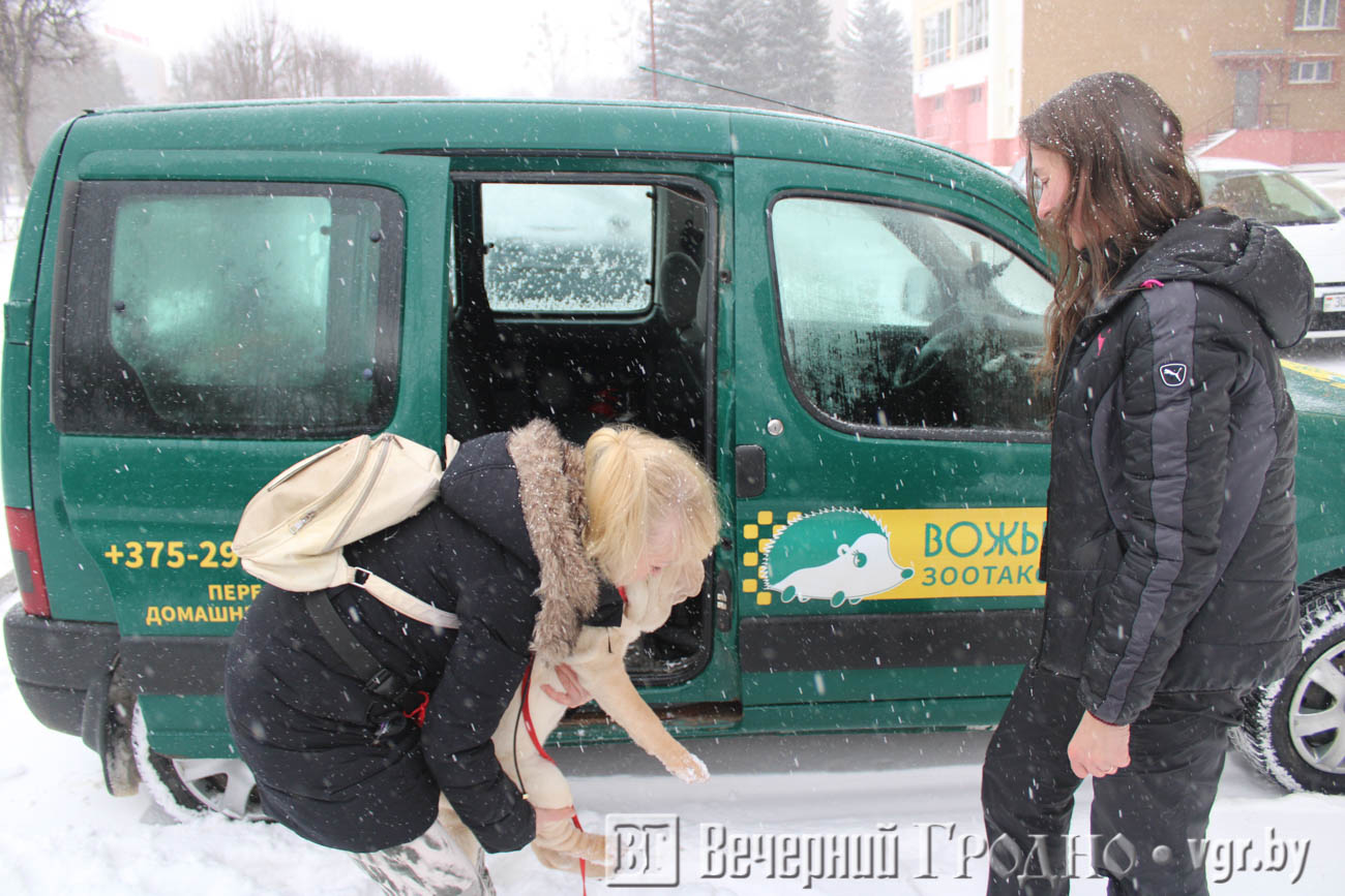 vozhyk taxi 01 min