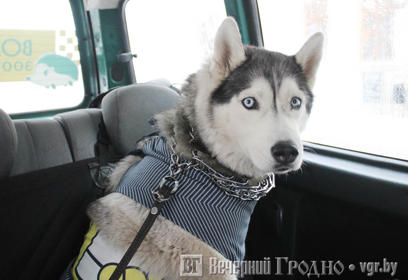 vozhyk taxi 01 min