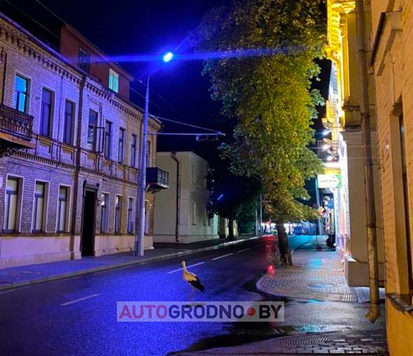 busel grodno1