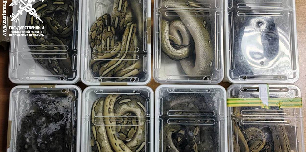 Еще одна попытка перевезти контрабандных змей в рейсовом автобусе из Польши провалилась
