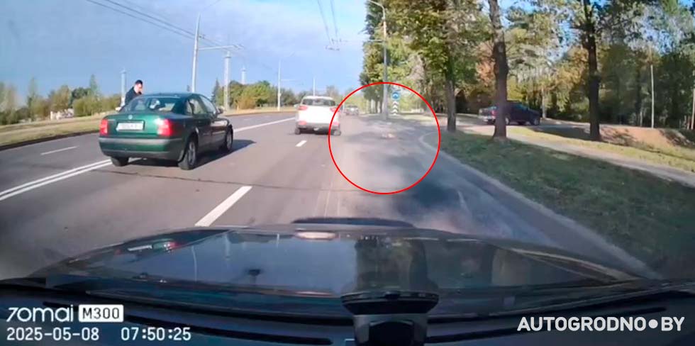 В Гродно на проспекте Космонавтов сбили косулю. Видео последствий