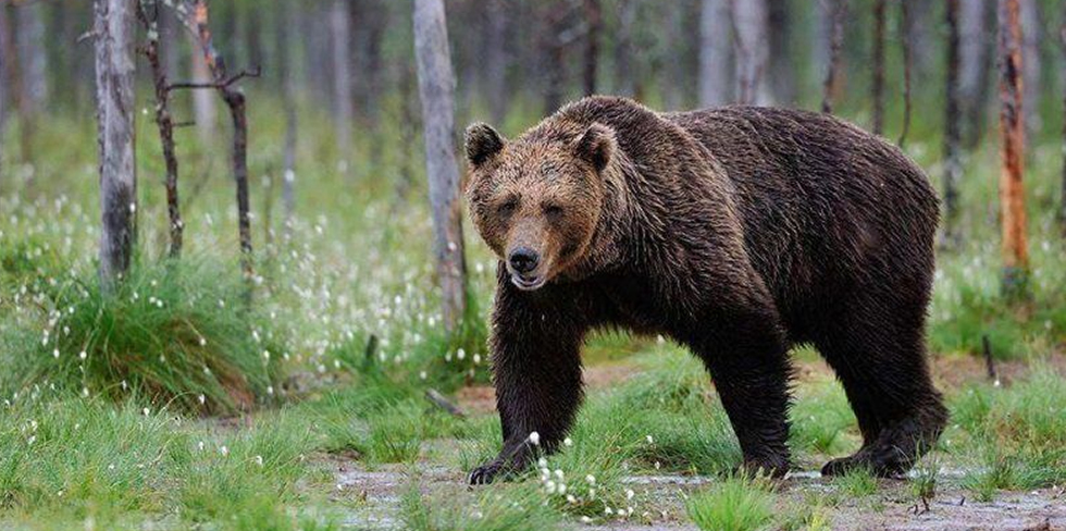Почему бурые медведи появились в лесах под Гродно? Ответили специалисты