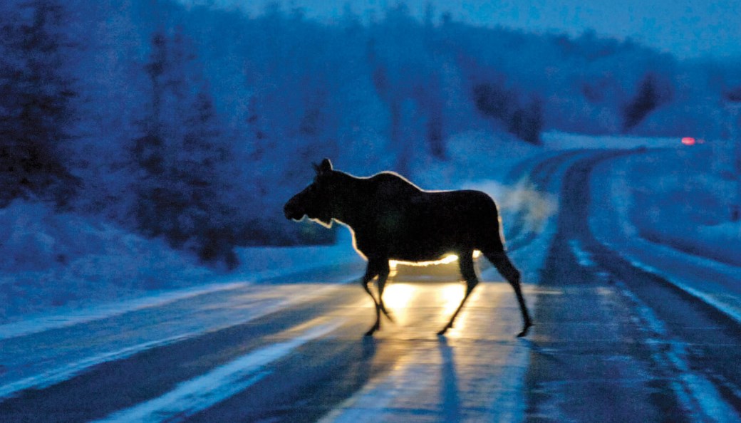 dorogi zhivotnye oor 11 02 04