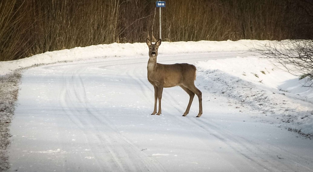 dorogi zhivotnye oor 11 02 04