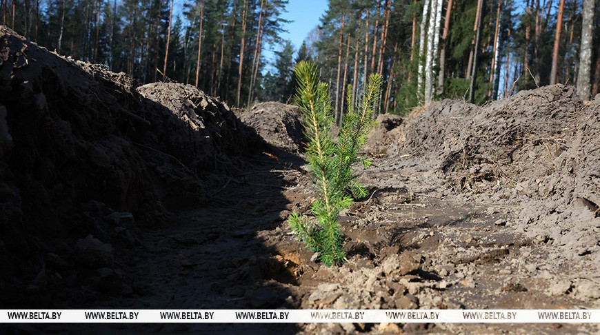 kamery vedeo les zakupka 01