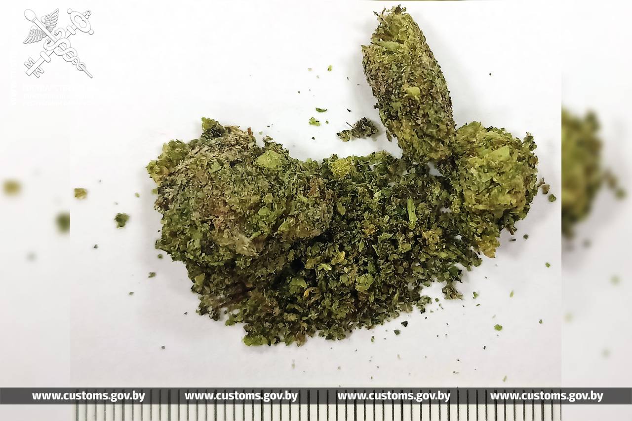 marihuana kam log sobaka 02 03 02