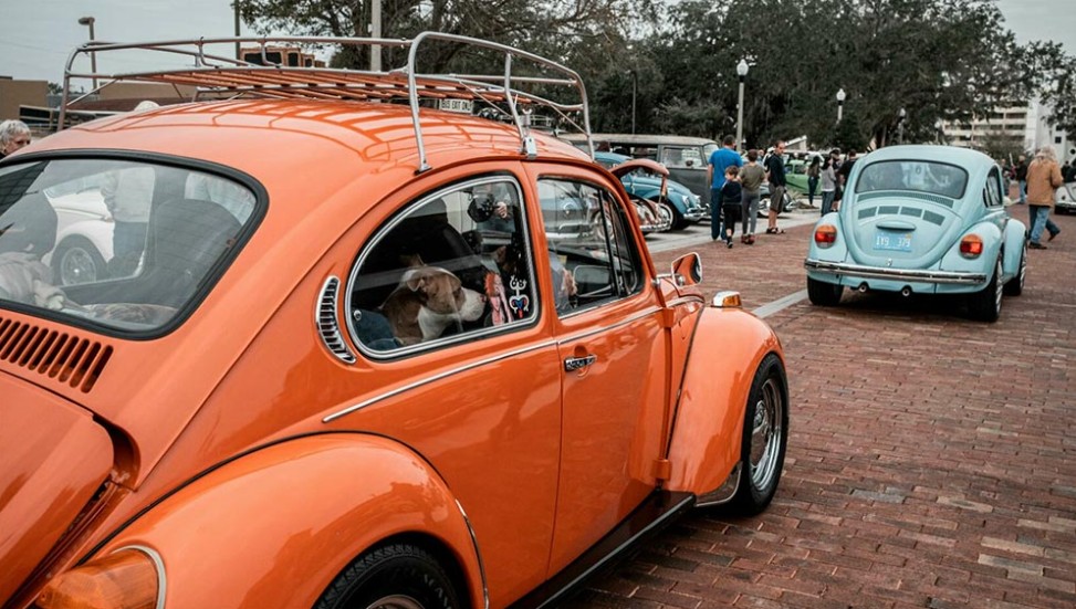 beetle