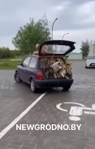 nissan yubil 001