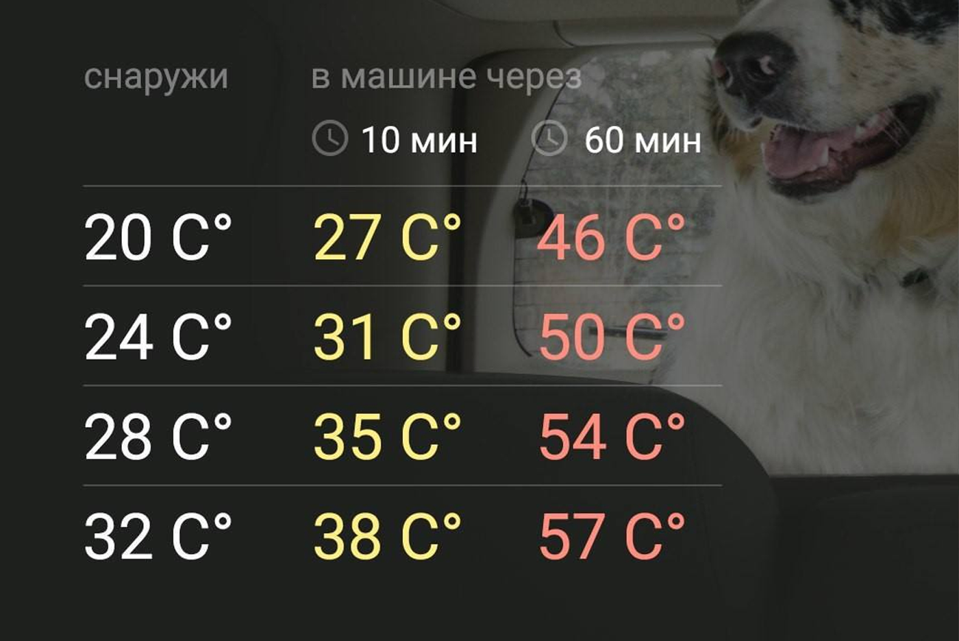 sobaka v avto 2026 02