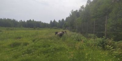Тарпанов перевезли в безопасное место: почему диких лошадей убрали с трассы М6