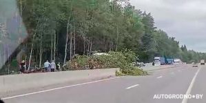 Трасса М6 перекрыта – на дорогу упало дерево. Собирается пробка