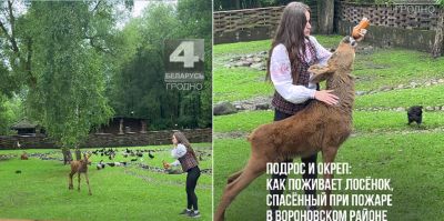 "Стала любимицей посетителей". История спасения лосёнка