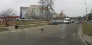 Почему собаки переходят дорогу по правилам? Милота из Бреста