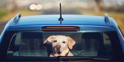 "Для животного это мучительная смерть": чем опасно оставлять питомца в автомобиле летом