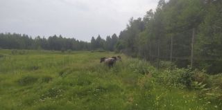 Тарпанов перевезли в безопасное место: почему диких лошадей убрали с трассы М6