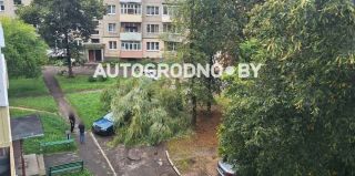 Как в Беларуси избавиться от аварийного дерева по закону