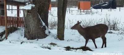 Превью фото к статье В Озерах живет лань, которая выходит к людям. "В 2025 году была замечена с двумя малышами, сейчас – без них"...