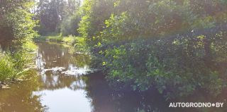 По всей Беларуси ограничили посещение лесов. В некоторых районах – полностью запретили