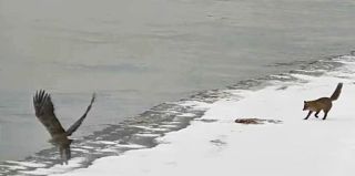 Литовские пограничники зафиксировали "рыбные" разборки на границе. Три эпизода за один день