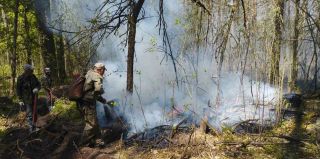 В Гродненской области в трех районах введен запрет на посещение лесов. Объявлен IV класс пожарной опасности