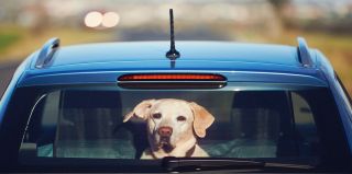 "Для животного это мучительная смерть": чем опасно оставлять питомца в автомобиле летом