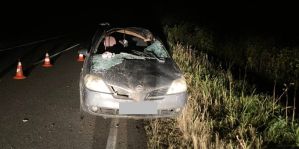 Осень – дикие животные стали чаще выходить на дорогу. Под Сморгонью в ДТП попали двое молодых парней