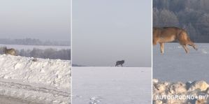 В Гродно объявлена охота на волка-одиночку, замеченного вблизи Ольшанки