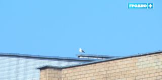 В Гродно прилетели чайки. Как борются с ними коммунальные службы?
