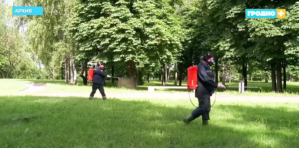 В Гродно на следующей неделе проведут повторную обработку от клещей. Где и когда?