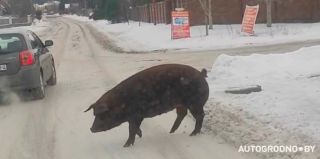 Пятничное: по Гродно бегает свинка. Но никого не трогает