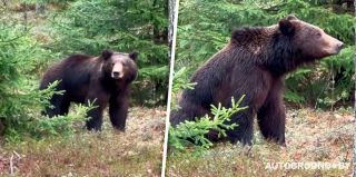 Вдоль трассы М6 "Минск - Гродно" ходит настоящий медведь!