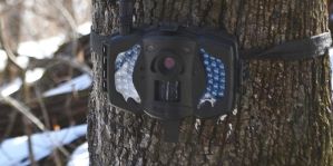 Мужчина украл фотоловушку в лесу, а потом испугался и сжег ее. Отвечать придется все равно