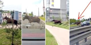 На трассе М6 под Гродно кто-то сбил дикое животное. ГАИ объявила поиск очевидцев