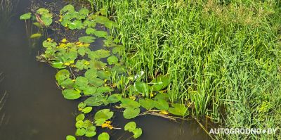 Почти все леса Беларуси в первые выходные августа открыты для посещения