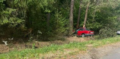 На дорогу под Свислочью выбежал лось. Девушка на AUDI пыталась вырулить и въехала в дерево