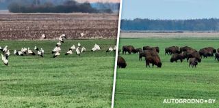 Два символа Беларуси в одном месте: "Не каждый день увидишь такую красоту"