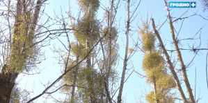Почему зараженные омелой деревья иногда срубают, а не "лечат"? История одного гродненского двора