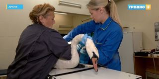 Помните лебедя, который создал переполох на Новом мосту? Он все еще остается в зоопарке. Почему?