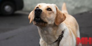 Как правильно перевозить собаку в общественном транспорте 