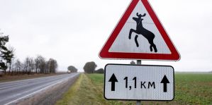 Каждый месяц в Гродненской области происходит около 50 ДТП с дикими животными. Анализ ГАИ