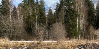 Посещение лесов без ограничений разрешено только в двух районах Беларуси. В Гродненском пока можно