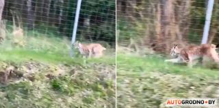 По трассе М6 бегала рысь! Мужчина не побоялся ее спасти