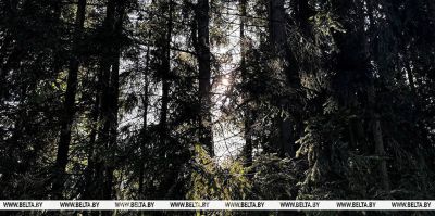 Леса Беларуси покрыты системой наблюдения. Минлесхоз: "В этом году запланированы закупки дополнительных видеокамер"
