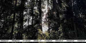 Леса Беларуси покрыты системой наблюдения. Минлесхоз: "В этом году запланированы закупки дополнительных видеокамер"