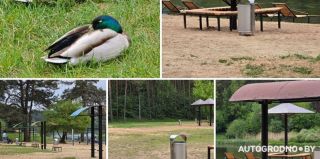 Гродно начинают обрабатывать от клещей. Гулять в обработанных местах можно через 3 дня